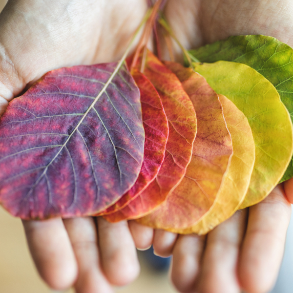 MERGE Resource Group - photo of hands holding a set of rainbow colored leaves